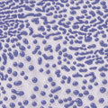 CR-54 Purple