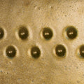 PC-02 Saturation Gold ^6