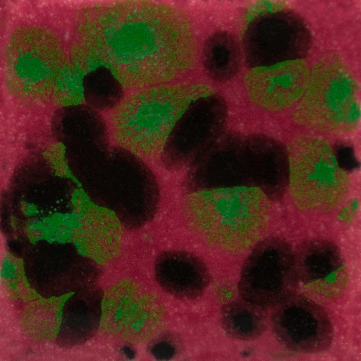 CG-1005  Maroon Lagoon