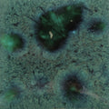 CG-713  Peacock Green