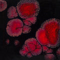 CG-779  Black Opal