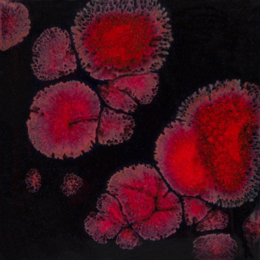 CG-779  Black Opal