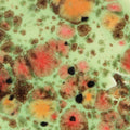 CG-982  Mixed Melon