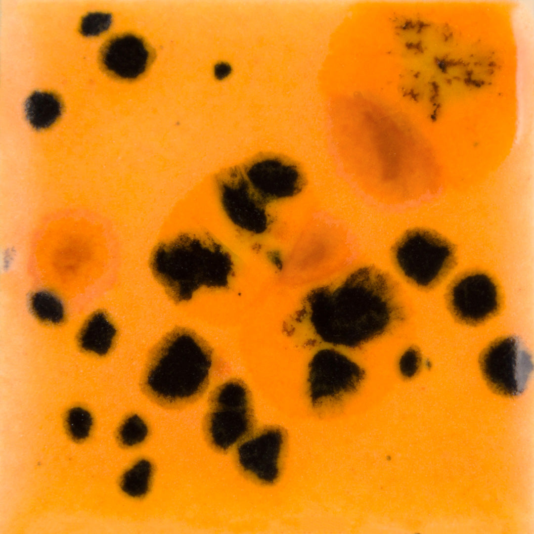 CG1013  Papaya