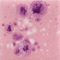 CG-1014  Pink Plum