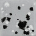 CG1016  Asteroid