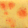 S-2729  Citrus Splash